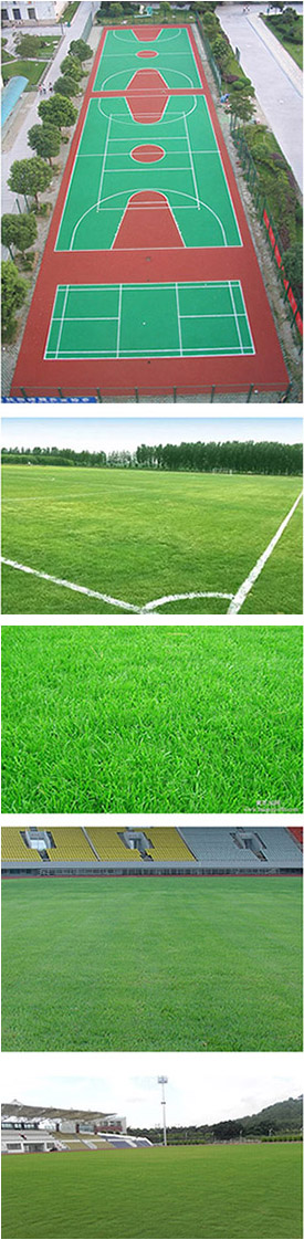 天然草足球场施工